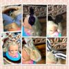 Bunny Headband